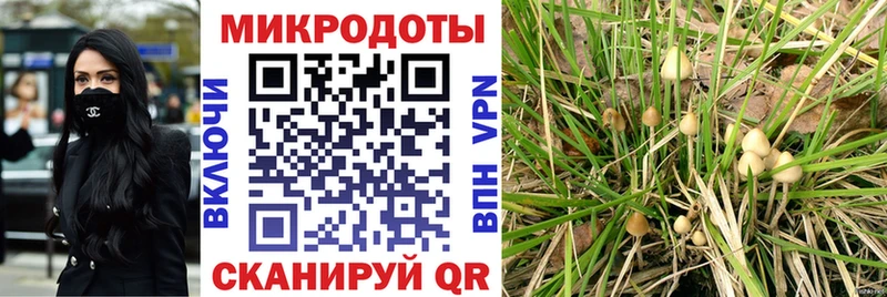 Псилоцибиновые грибы Psilocybe  купить  цена  Нижнеудинск 